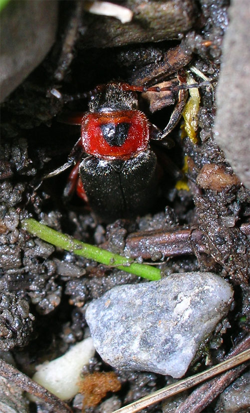 Cantharis rustica